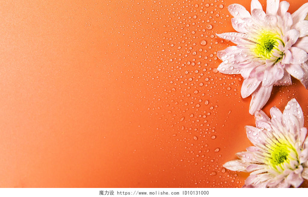 春天鲜花小雏菊背景图片